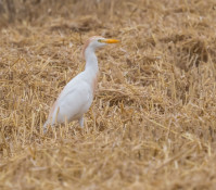 Fostering Agroecology at farm and landscape levels