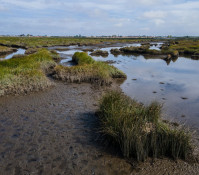 Restore wetland ecosystems