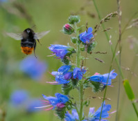 Pollinators in gardens and agricultural areas