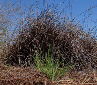 Impact of different management regimes & interventions on Grassland Biodiversity Dynamics