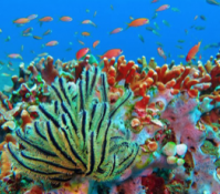 Open call for marine biodiversity (monitoring) data