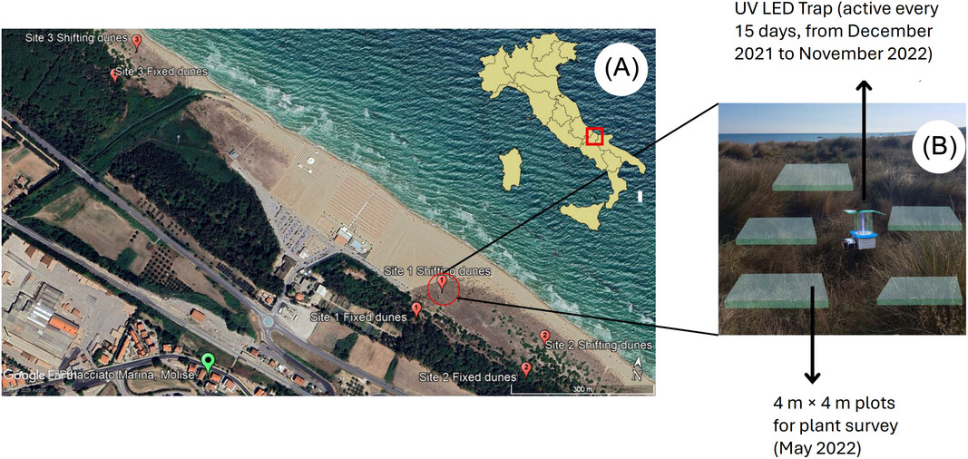Noctuoid Moths as Bioindicators in Coastal Dune Ecosystems