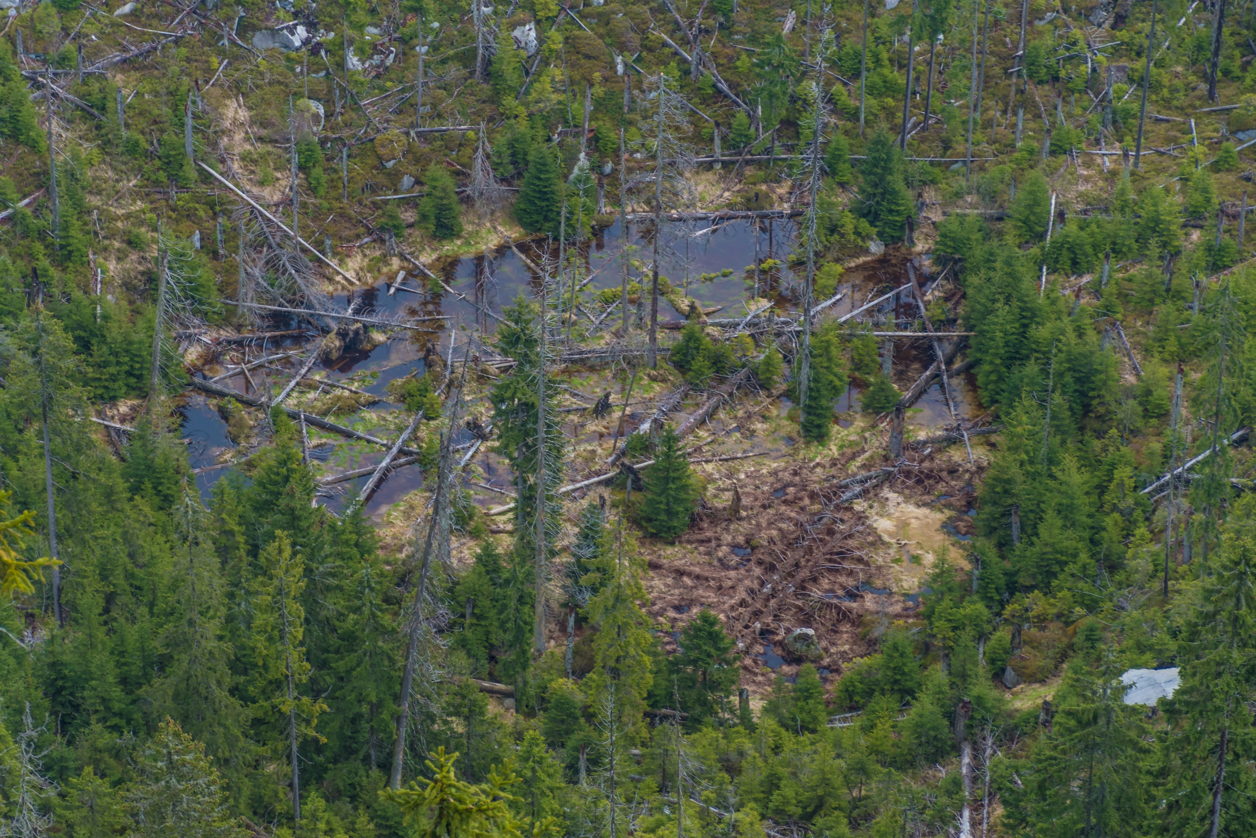 Forests at Risk: New eLTER Policy Brief on Resilience to Climate Extremes
